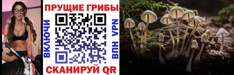 Псилоцибиновые грибы GOLDEN TEACHER  Курск 